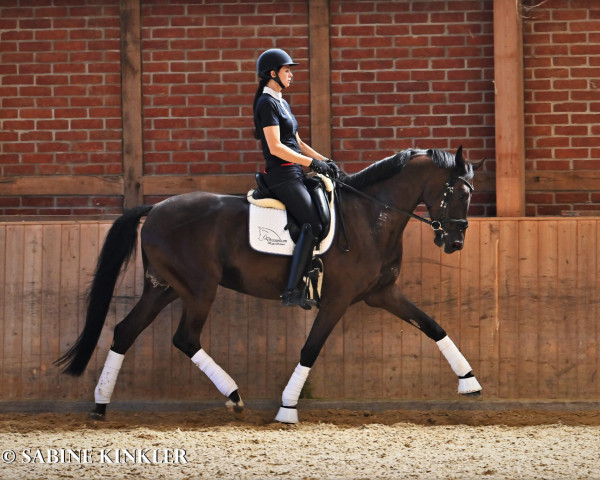 dressage horse Salvatore (Hanoverian, 2014, from Schwarzgold)
