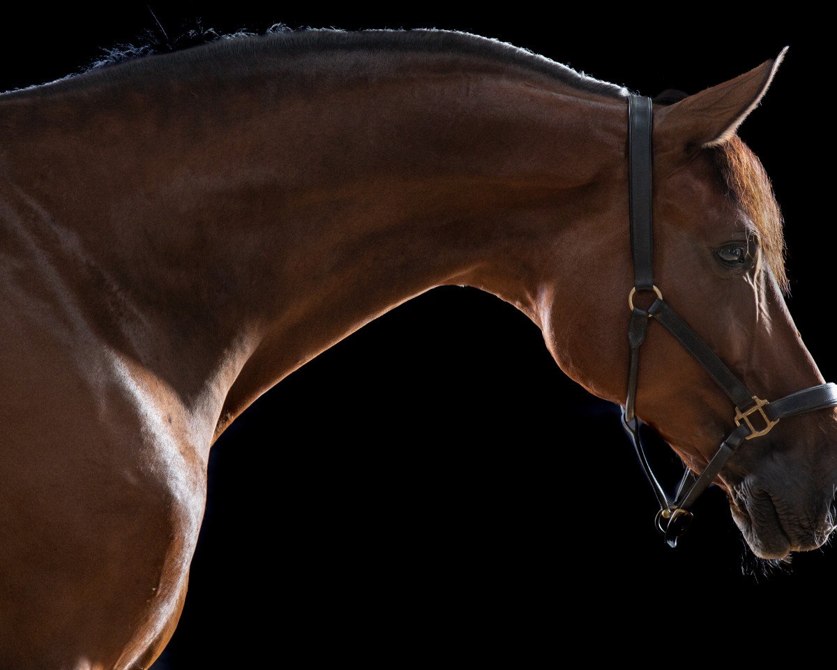 dressage horse Belmondo 201 (Westphalian, 2016, from Baccardi)