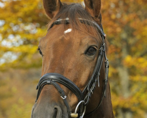 Dressurpferd Fürst Dali (Westfale, 2004, von Fürst Piccolo)