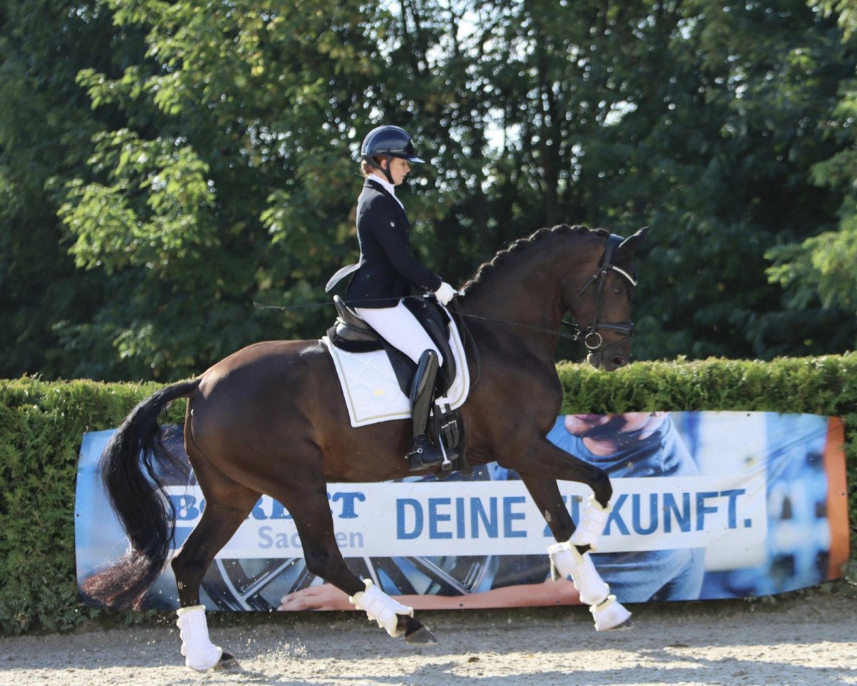 Zuchtstute Fontainebleau 33 (Westfale, 2015, von Fürstenball)