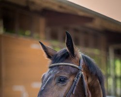 jumper Mozzafiato (Hanoverian, 2016, from Messenger)