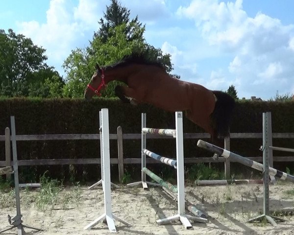 jumper Tigo TS (Belgian Warmblood, 2019, from Vigo d'Arsouilles)