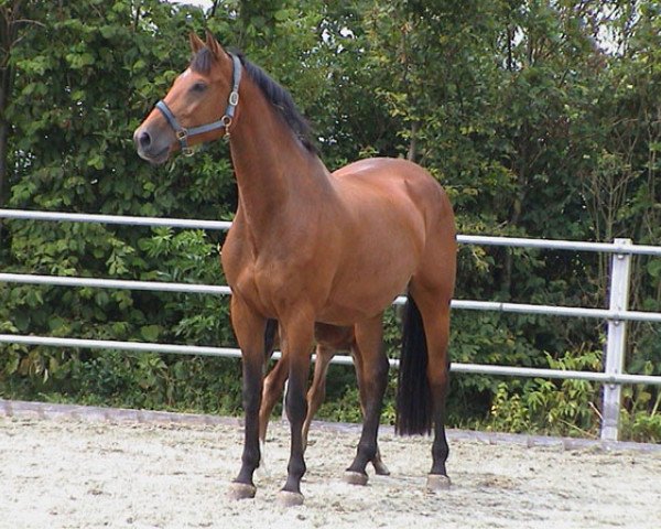 broodmare Nadia (Holsteiner, 1995, from Corrado I)