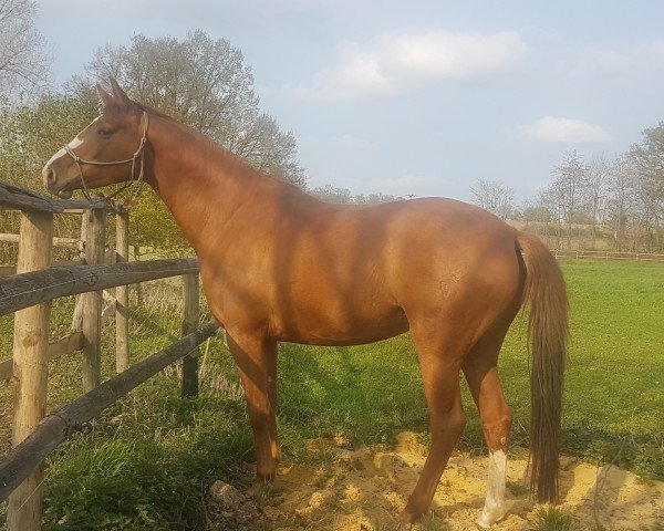horse Varis (Westphalian, 2016, from Top Vidal)