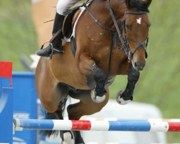 jumper Caldato 3 (Holsteiner, 1998, from Caretino)