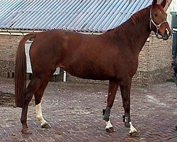 Zuchtstute Paerel II M (KWPN (Niederländisches Warmblut), 1997, von Silvano)