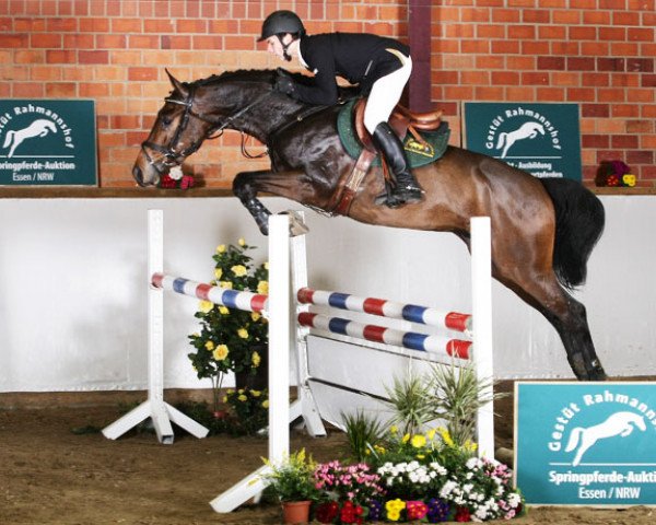horse Dubai (KWPN (Royal Dutch Sporthorse), 2008, from Lupicor)