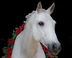 broodmare P- Happiness (German Riding Pony, 2001)