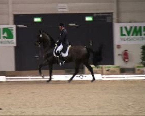 dressage horse World Congress (Hanoverian, 1995, from Warkant)