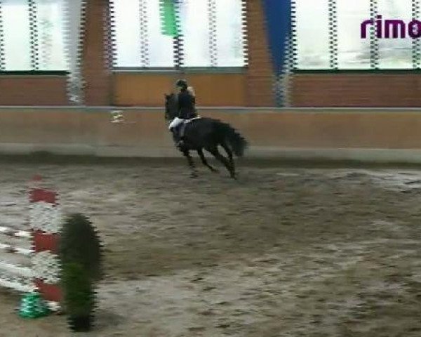 Springpferd Power 45 (Westfale, 2007, von Polany)