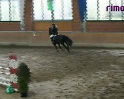 jumper Power 45 (Westphalian, 2007, from Polany)
