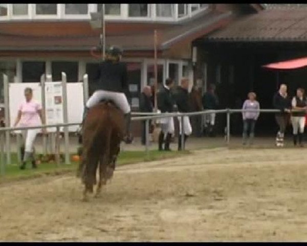 jumper Rubicon N (Westphalian, 1999, from Rosenkavalier)