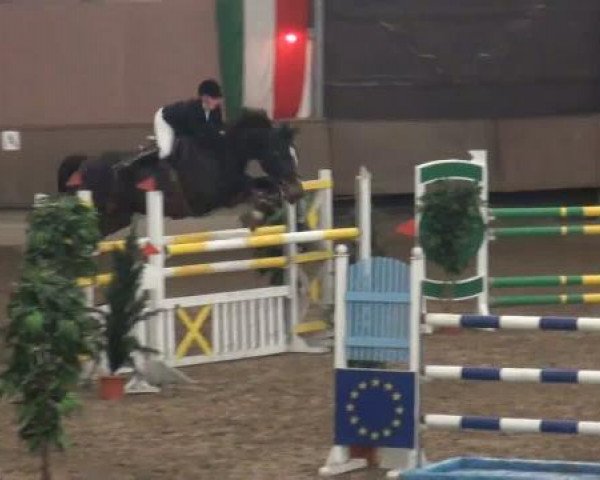 jumper Golden Gate 151 (KWPN (Royal Dutch Sporthorse), 2004, from Guidam)
