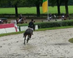 jumper Callisto le grand (Westphalian, 2001, from Collin L)