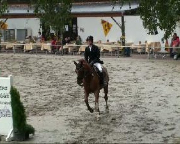 jumper Del Piero 18 (Hanoverian, 2002, from Donnerhall)