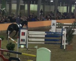 jumper Copperfield 37 (Hanoverian, 2004, from Conteur)