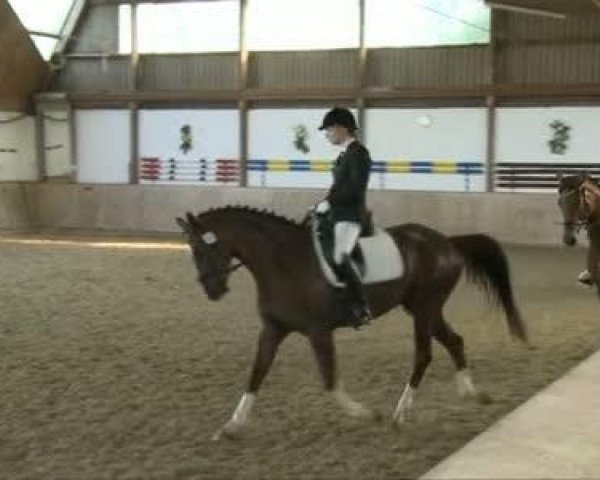 dressage horse Las Vegas (Hanoverian, 2002, from Likoto xx) dressage horse Las Vegas (Hanoverian, 2002, from Likoto xx)