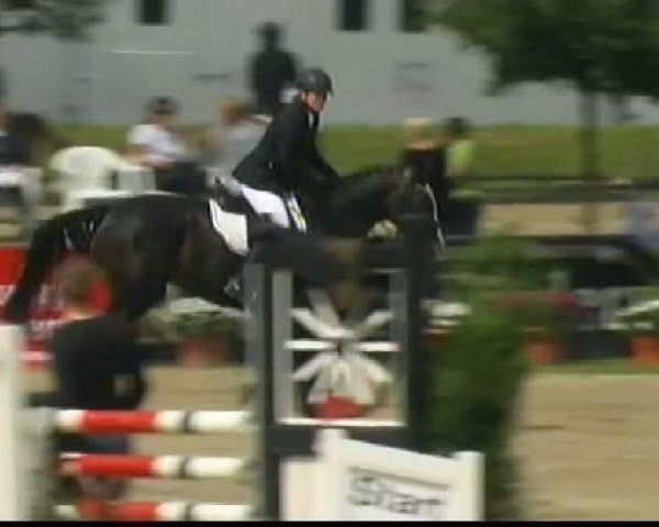 Zuchtstute Hermine 47 (Westfale, 2005, von Harry)