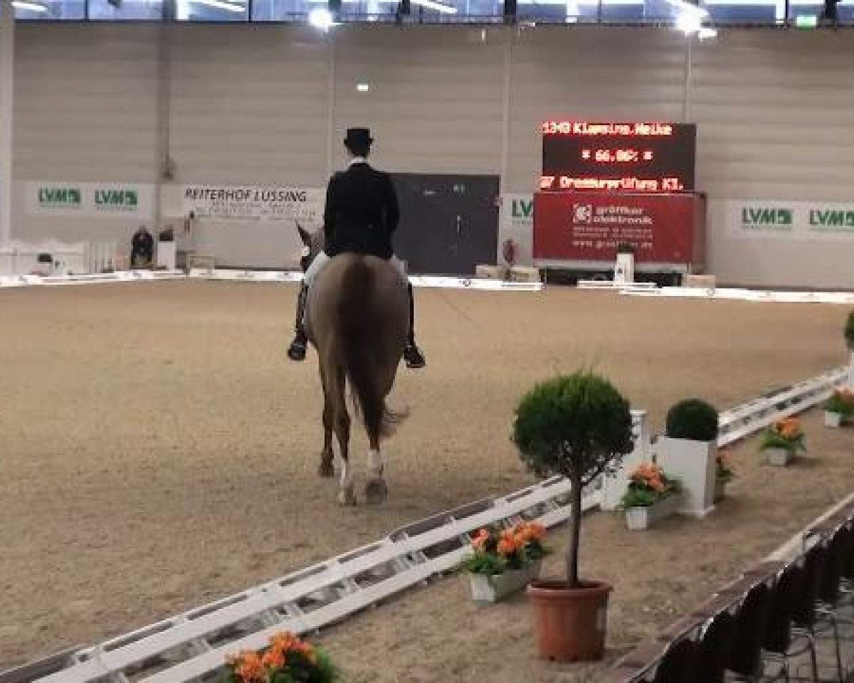 Cavallo da Dressage Piaggio SG (Westfale, 1995, di Pluspunkt)