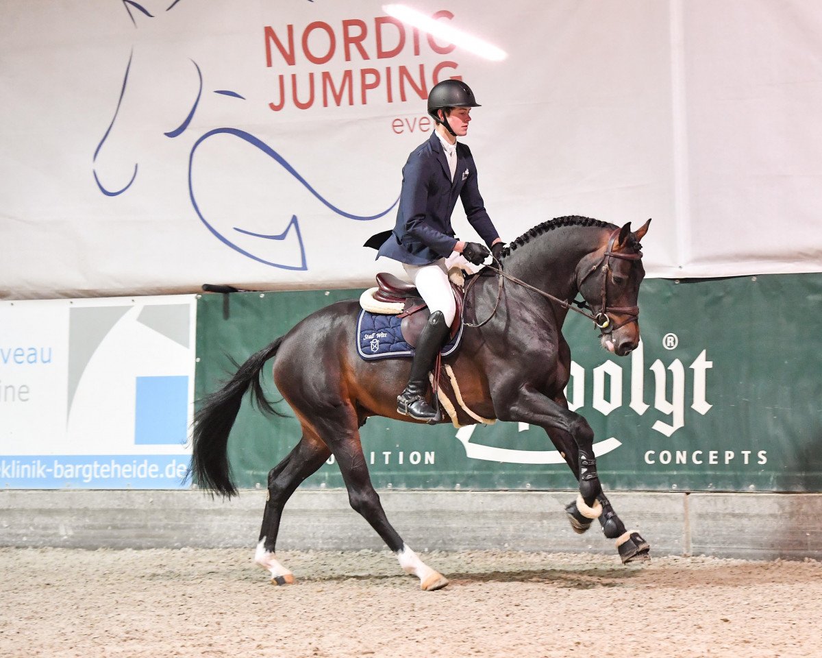 stallion Casolo (Holsteiner, 2018, from Casall Ask)