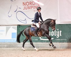 stallion CASOLO (Holsteiner, 2018, from Casall Ask)