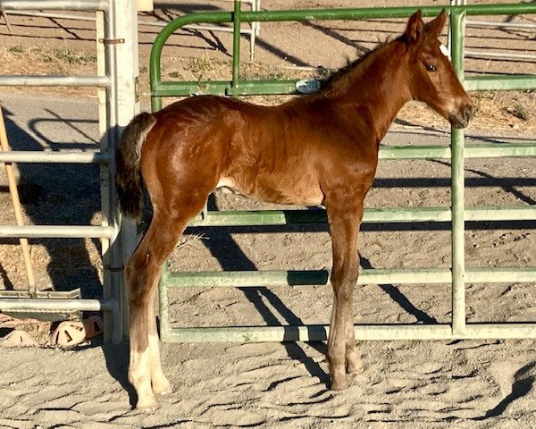 Pferd Nzinga SK (Holsteiner, 2022, von Malcolm X)