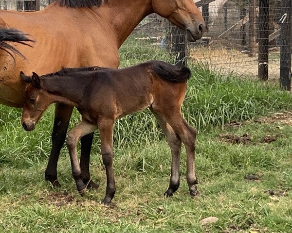 horse Pokou Queen SK (Holsteiner, 2021, from Comthago VDL)