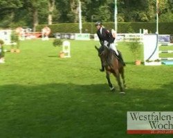 jumper Starlight 275 (Hanoverian, 2006, from Stalypso)