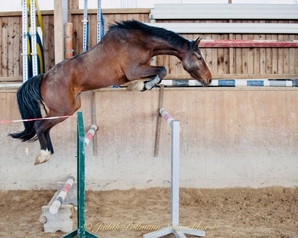 jumper Cassallo H (Holsteiner, 2018, from Cascadello)