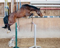 jumper Cassallo H (Holsteiner, 2018, from Cascadello)