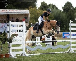 jumper Wannus van het Tichelhof (Haflinger, 2007, from Weltbild)