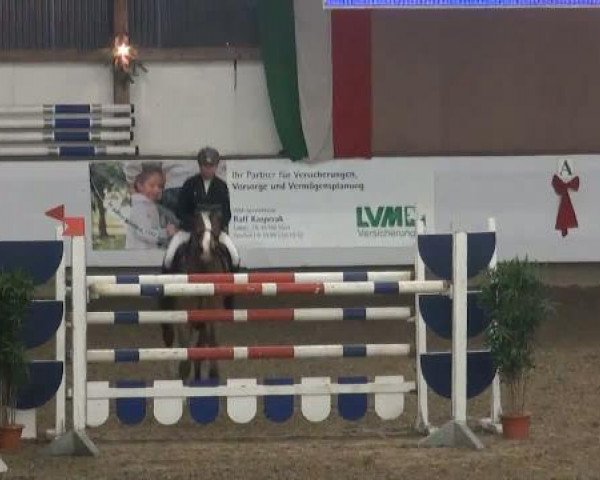 Springpferd Exitos Pleasure (Hannoveraner, 2004, von Embassy I)
