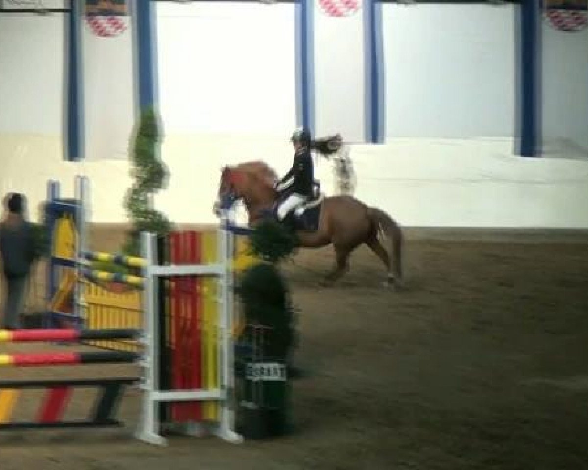 jumper Peppino 55 (German Riding Pony, 1996, from Playback)