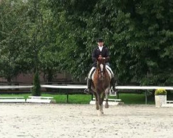 broodmare West Virginia 65 (Hanoverian, 2002, from Wolkenstein II) broodmare West Virginia 65 (Hanoverian, 2002, from Wolkenstein II)
