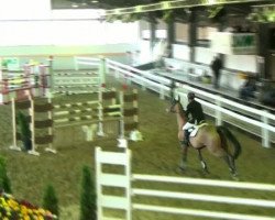 jumper Comtesse E (Westphalian, 2004, from Co-Pilot)
