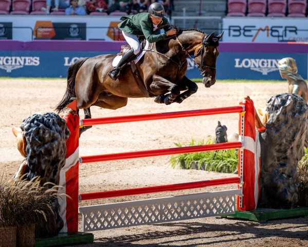 jumper Pacino Amiro (Irish Sport Horse, 2012, from Eldiam de Reve)