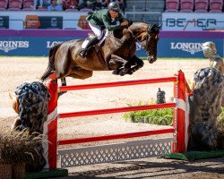 jumper Pacino Amiro (Irish Sport Horse, 2012, from Eldiam de Reve)