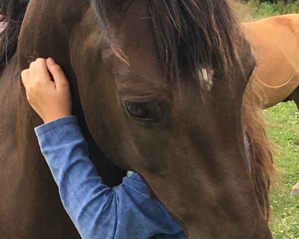 horse Pokerface (German Riding Pony, 2009, from FS Pontiac)