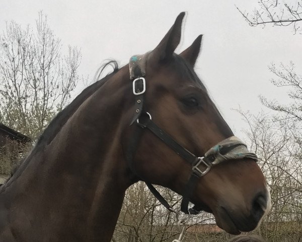 horse Livius (Oldenburg, 2011, from Levantino H)