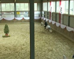 jumper Marlou 8 (German Riding Pony, 2003, from Monte Verdi)