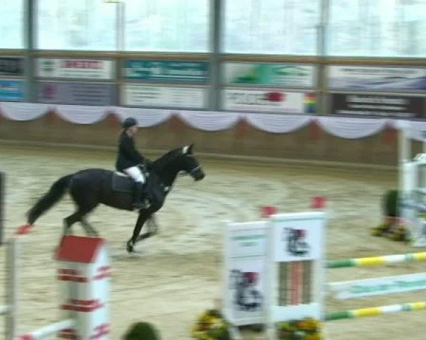 broodmare Destenie Dream Lady (Oldenburg, 2004, from Dormello)