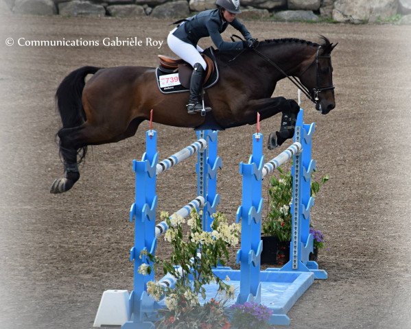 stallion Convento van de Helle (Holsteiner, 2001, from Contender)