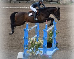 stallion Convento van de Helle (Holsteiner, 2001, from Contender)