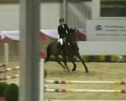 jumper Vivaldi four Seasons (anglo european sporthorse, 2002, from Dick Z)