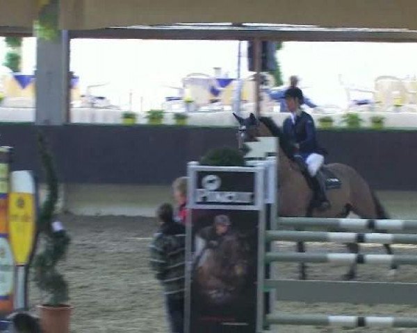 jumper Katar Z (Zangersheide riding horse, 2003, from Kolibri 2705)