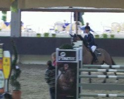 jumper Katar Z (Zangersheide riding horse, 2003, from Kolibri 2705)