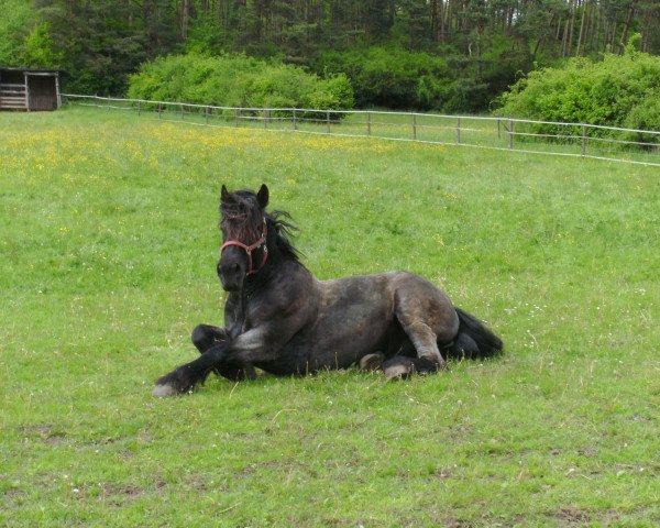horse Artos (Altmärkisches Draughthorse, 2001, from Anker 3862)
