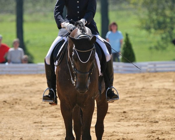 dressage horse Knauers Artur (German Sport Horse, 2004, from Aletto)