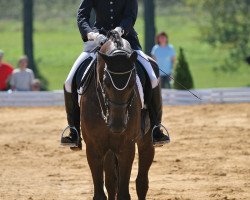 dressage horse Knauers Artur (German Sport Horse, 2004, from Aletto)