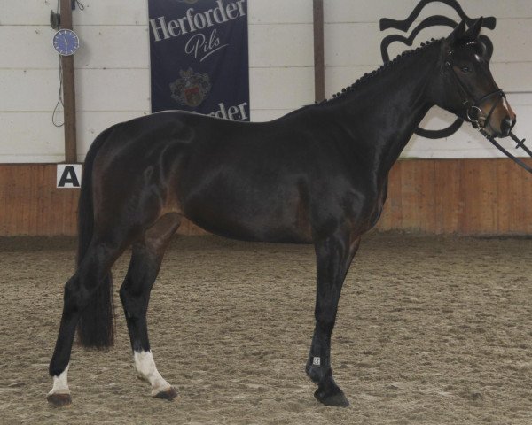 broodmare Quintaner R (Westphalian, 2009, from Quintender 2)
